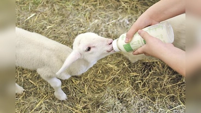 Bei dem Projekt können Kinder sich unter anderem um die Lämmchen kümmern.	 (Fotos: VA)