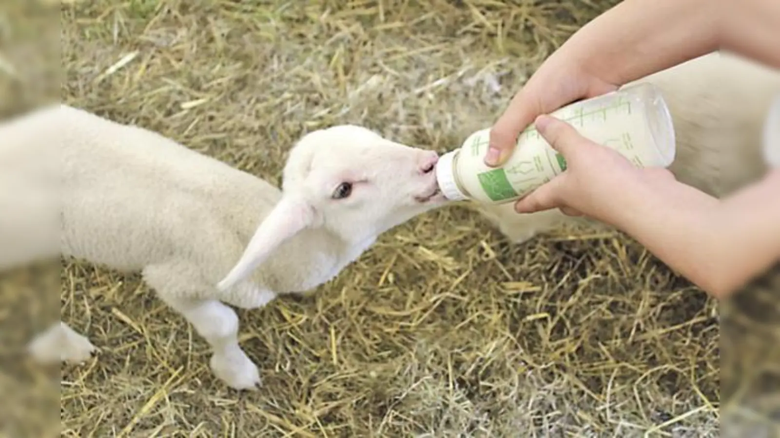Bei dem Projekt können Kinder sich unter anderem um die Lämmchen kümmern.	 (Fotos: VA)