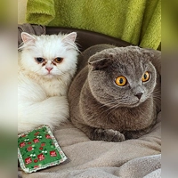 Perser-Mix Dame Pamuk und unser Scottish Fold Kater Duman. (Foto: Tierheim Riem)