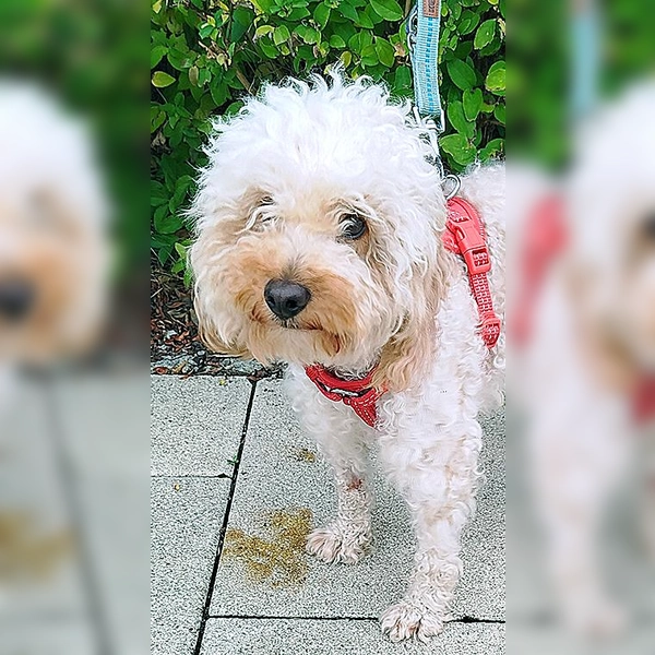 Kleinpudel Rüde Marco. (Foto: Tierheim Riem)