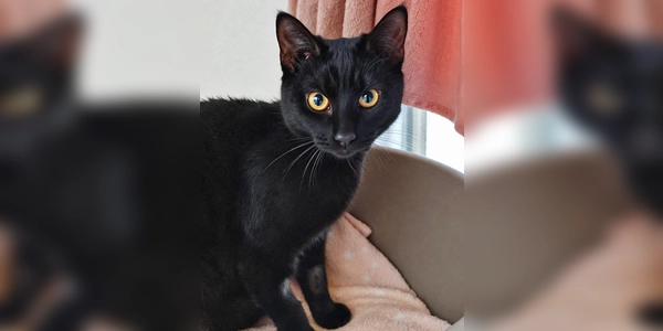 Europäisch Kurzhaar Katze Pudding. (Foto: Tierheim Riem)