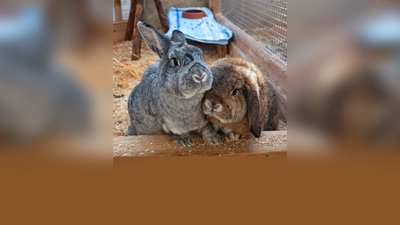 Die beiden kastrierten Kaninchen Happy und Sissy. (Foto: Tierheim Riem)