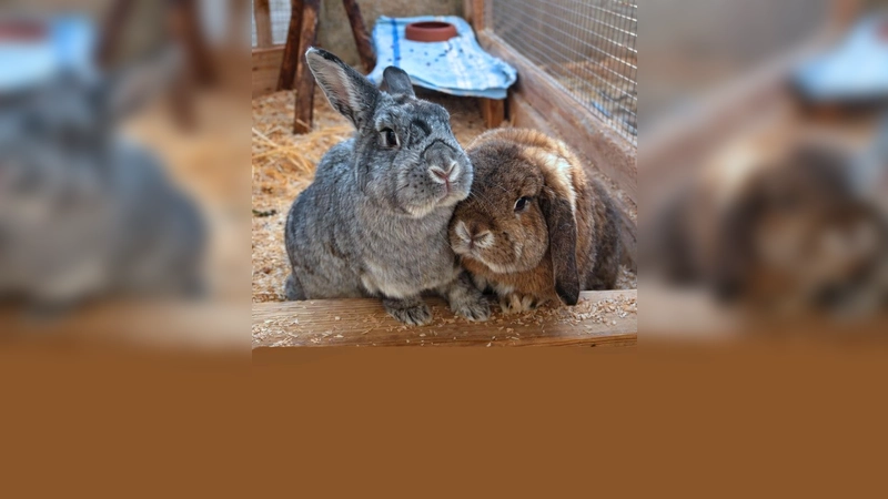 Die beiden kastrierten Kaninchen Happy und Sissy. (Foto: Tierheim Riem)