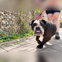 Fremden Menschen begegnet Shorty zunächst skeptisch und zurückhaltend.  (Foto: Tierheim Riem)