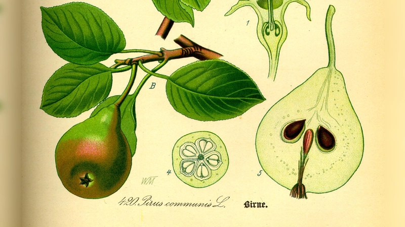 Prof. Dr. Otto Wilhelm Thomé beschrieb die Birne in seinem Standardwerk „Flora von Deutschland, Österreich und der Schweiz” 1885. (Foto: Thomé )