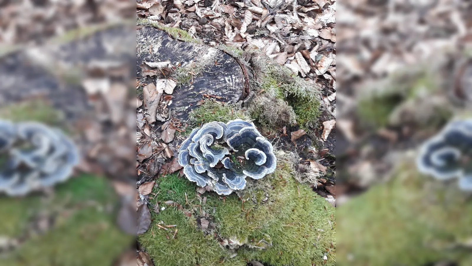 Auch die unscheinbaren und kleinen Dinge amWegesrand machten Freude. (Foto: BN)