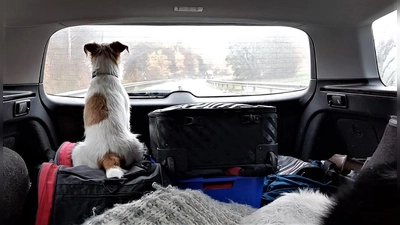 Nur Wuffi braucht keinen: Wer seinen Reisepass oder Ausweis verlängern möchte, sollte rechtzeitig einen Termin beantragen. (Foto: chk)