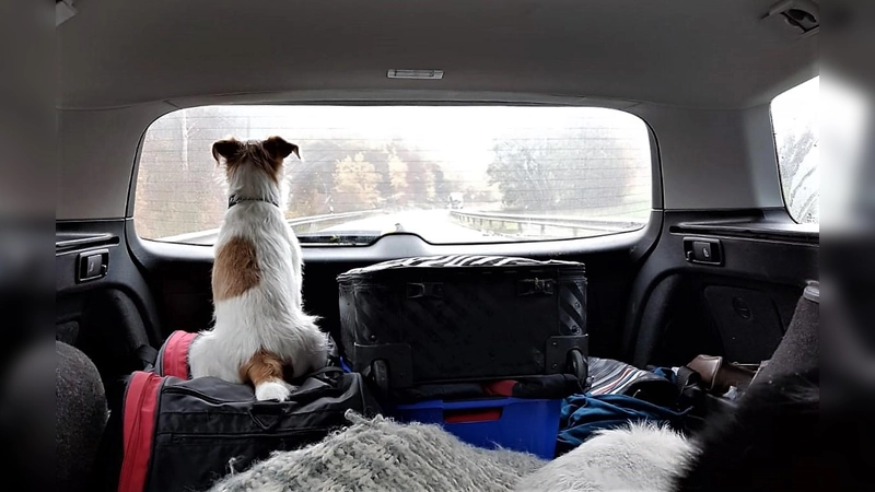 Nur Wuffi braucht keinen: Wer seinen Reisepass oder Ausweis verlängern möchte, sollte rechtzeitig einen Termin beantragen. (Foto: chk)