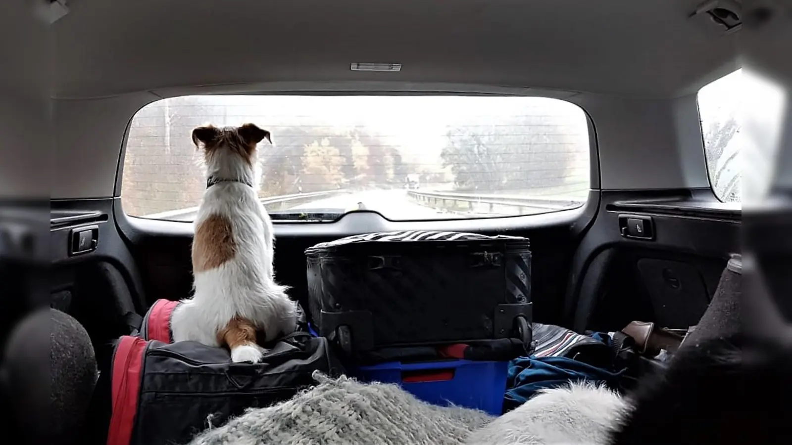 Nur Wuffi braucht keinen: Wer seinen Reisepass oder Ausweis verlängern möchte, sollte rechtzeitig einen Termin beantragen. (Foto: chk)