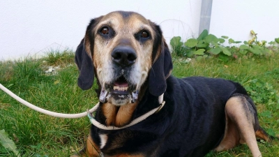 Jagdhund-Mischling Charly. (Foto: Tierschutzverein München)