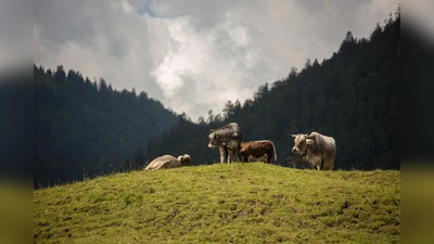 Sommerfrische wie vor 150 Jahren. (Foto: Markus Wasmeier)