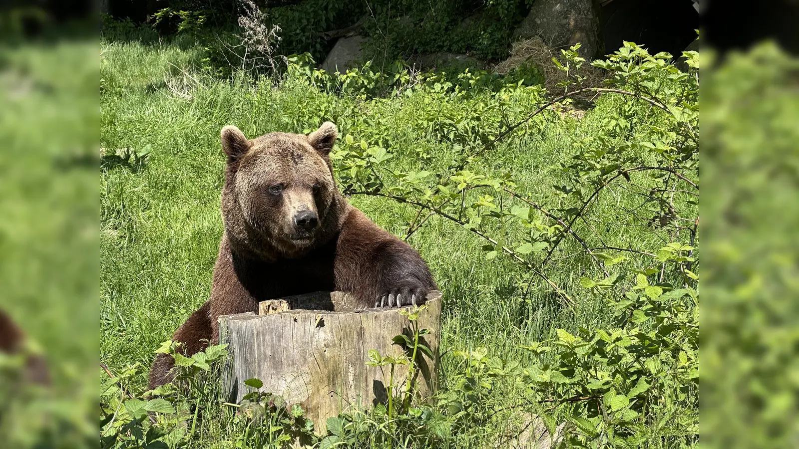 Die Wittelsbacher hielten sich vielerlei Tiere. Auch Bären waren unter ihnen.  (Symbolbild: jhö)