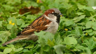 Die LBV-Ortsgruppe Kirchheim-Aschheim-Feldkirchen lädt zu einem Vortrag ein. (Foto: dm)