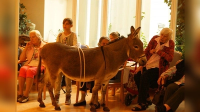 Der monatliche Besuch der Esel im Malteserstift St. Josef ist für die Bewohner ein besonderes Highlight. (Foto: Eisinger)