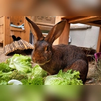 Tonga eignet sich sowohl für die Innen- als auch für die Außenhaltung, sofern ihm ein Gehege mit mindestens 8 m? zur Verfügung steht. (Foto: Tierheim Riem)