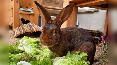 Tonga eignet sich sowohl für die Innen- als auch für die Außenhaltung, sofern ihm ein Gehege mit mindestens 8 m? zur Verfügung steht. (Foto: Tierheim Riem)