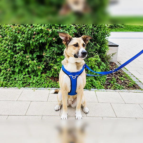 Rick ist ein freundlicher, menschenbezogener und verschmuster junger Hund. (Foto: Tierheim Riem)