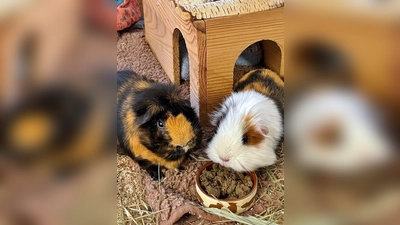 Meerschweine Teddy &amp; Juna. (Foto: Tierheim Riem)