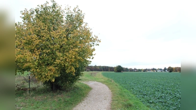 Grün, so weit das Auge reicht: die Sollner Felder. (Foto: gcdw)