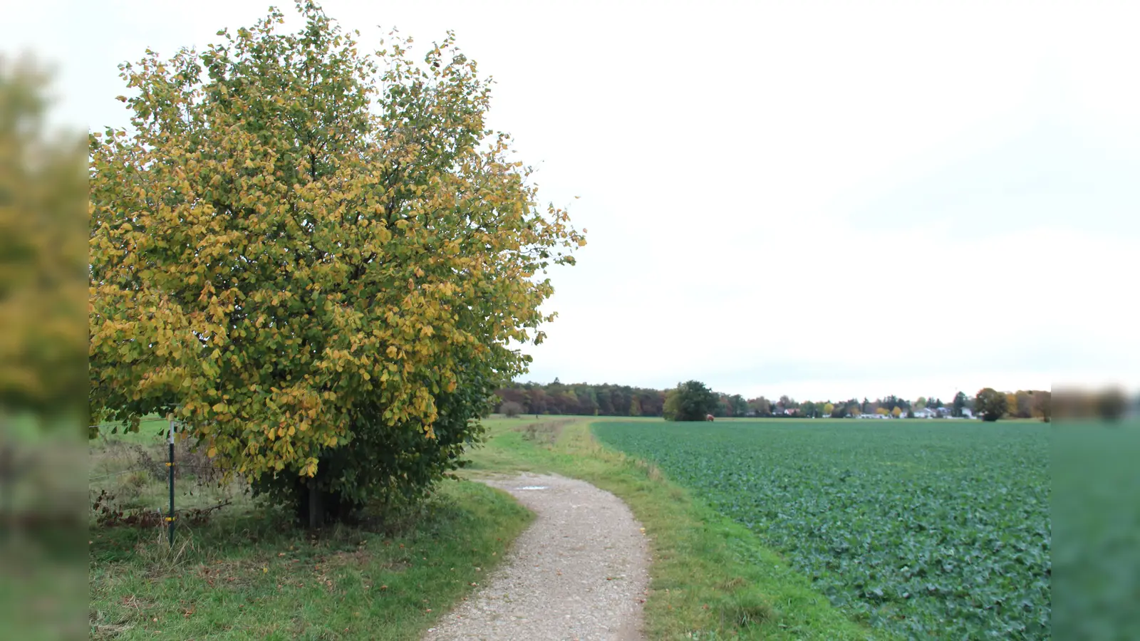 Grün, so weit das Auge reicht: die Sollner Felder. (Foto: gcdw)