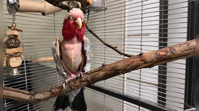Schwer traumatisiert: Rosenkakadu-Dame Pinky. Nun erholt sie sich im Münchner Tierheim. (Foto: Tierschutzverein München e.V.)