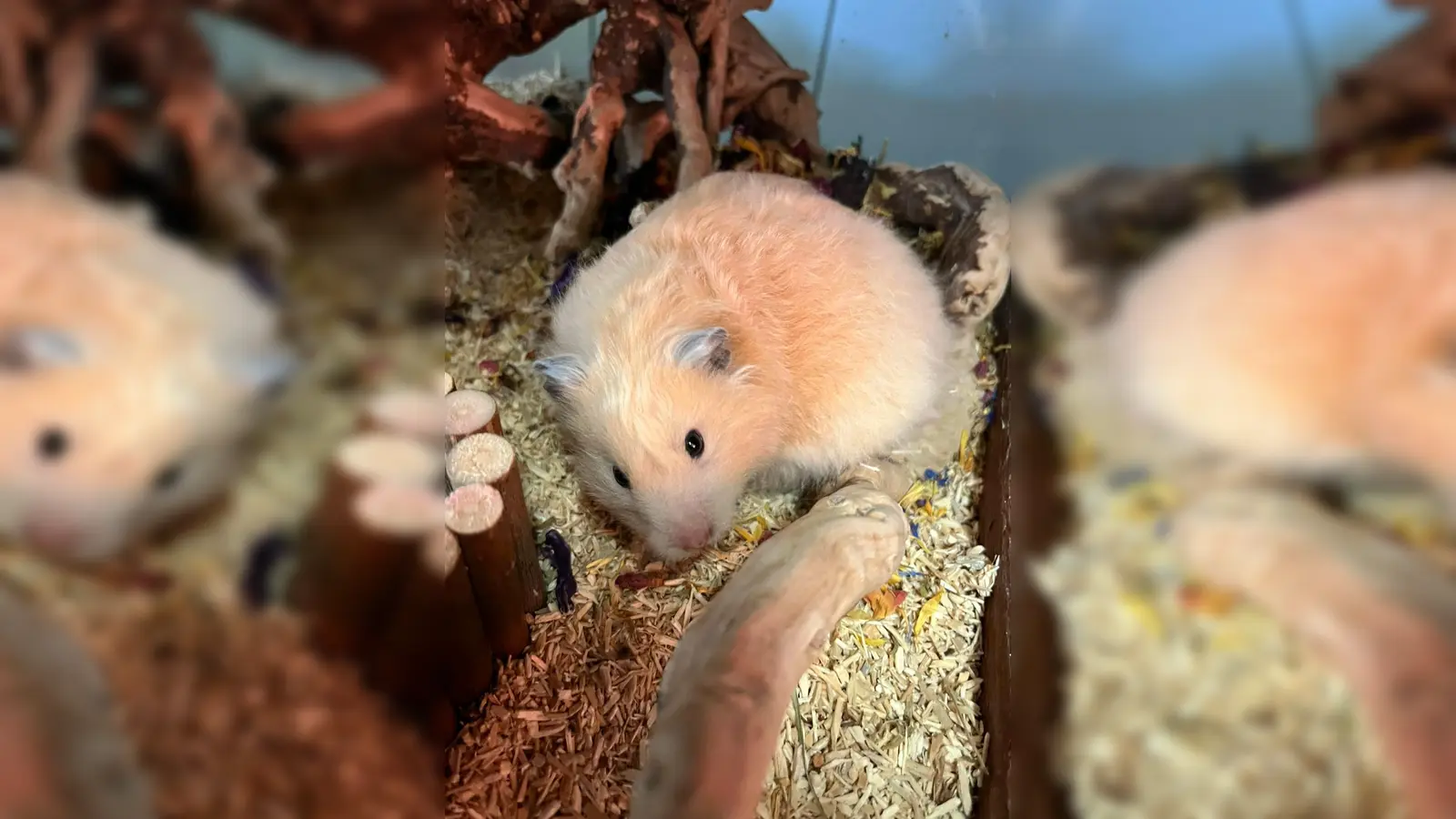 Goldhamstermädchen „10”. (Foto: Tierheim Riem)