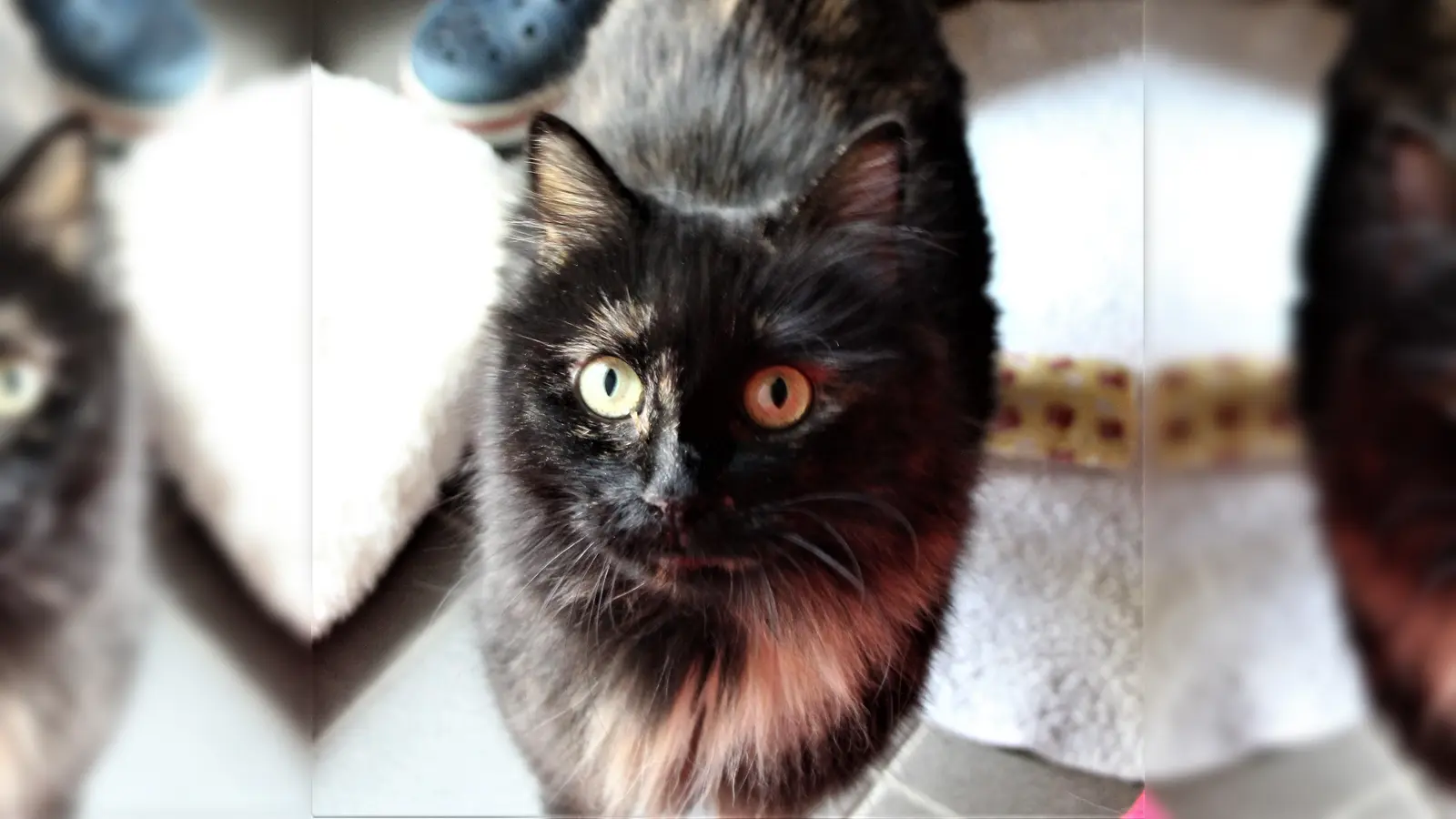 In Moosach hatte eine Katze etwas dagegen, aus einer verrauchten Wohnung gerettet zu werden. Sie griff die Feuerwehrmänner an. (Symbolbild: dek)