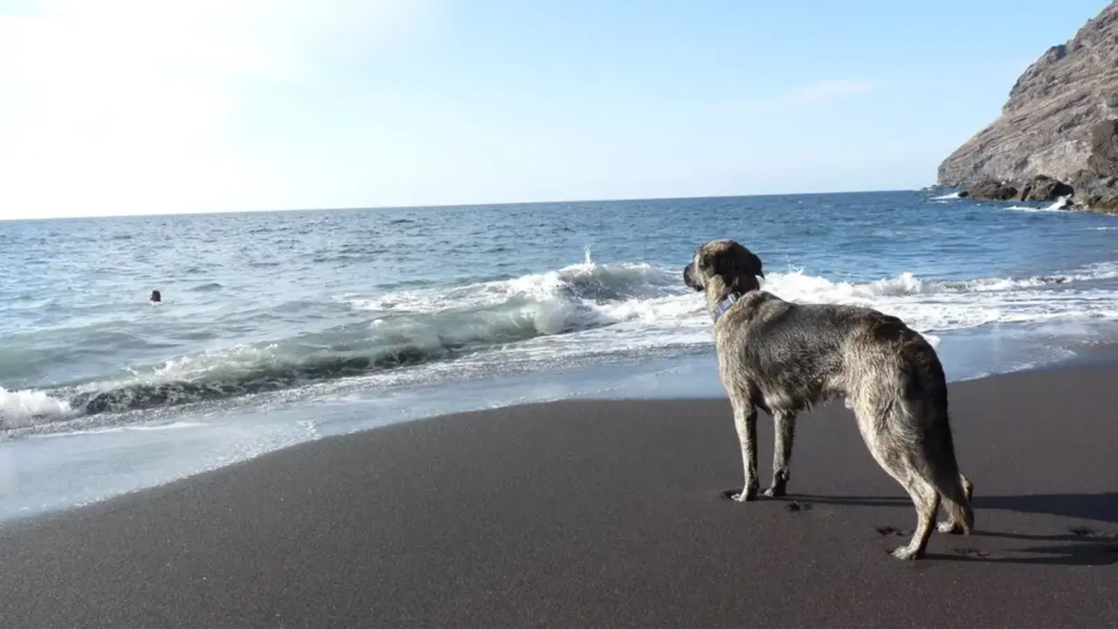 Urlaubshund blickt raus aufs Meer. (Foto: Deutscher Tierschutzbund e.V./Erhardt)