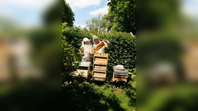Die Vereinsmitglieder Svetlana Merkel und Wolfgang Pauli bei der regelmäßigen Brutkontrolle. Sie prüfen, ob der eingetragene Honig schon verdeckelt ist. Erst nach dem Verdeckeln ist der Honig trocken genug, um geschleudert zu werden. Deutscher Imkerhonig darf nur weniger als 20 Prozent Wasser enthalten. (Foto: Pauli)