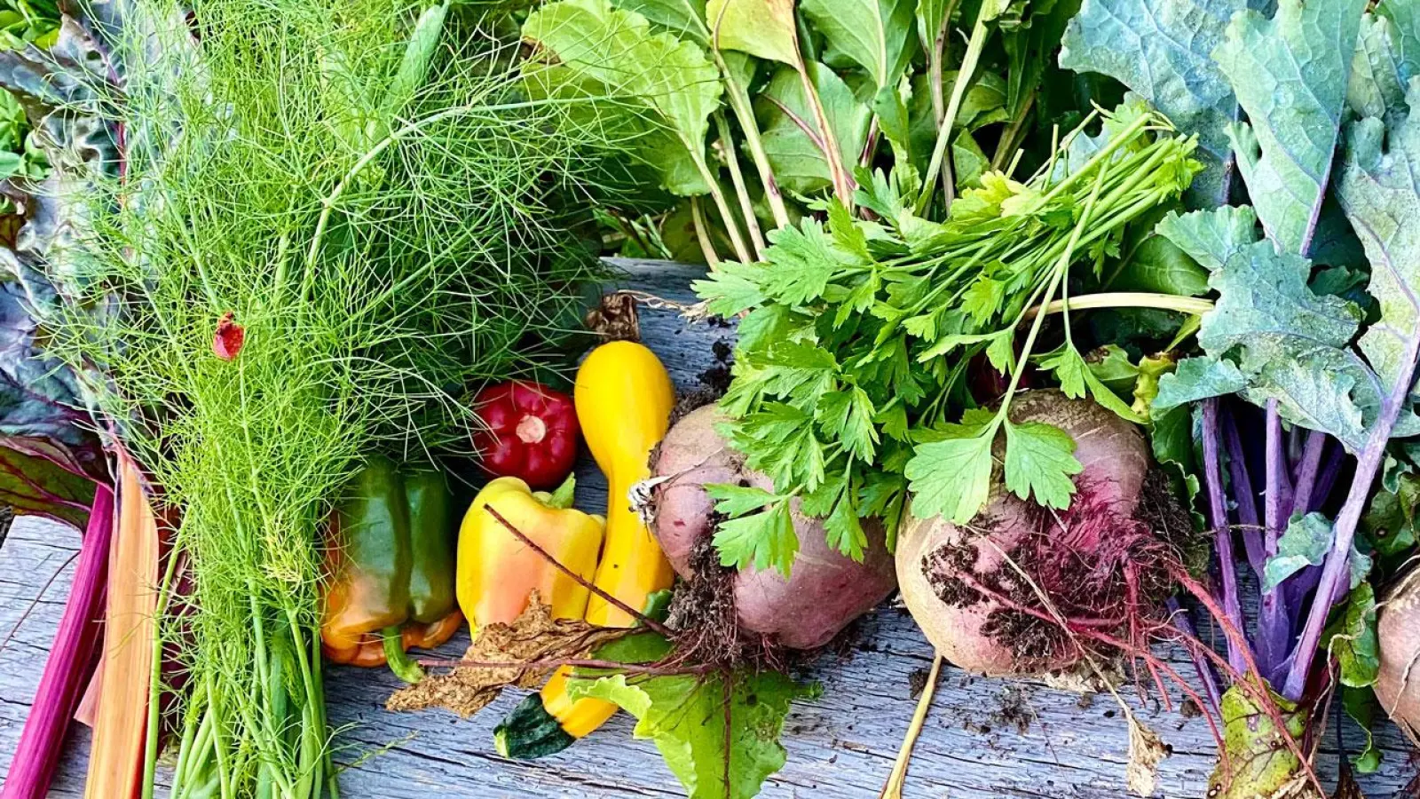 Kraut und Rüben: Auf den Parzellen des „Wörthseeackers” kann gepflanzt werden. (Foto: Gemeinde Wörthsee)