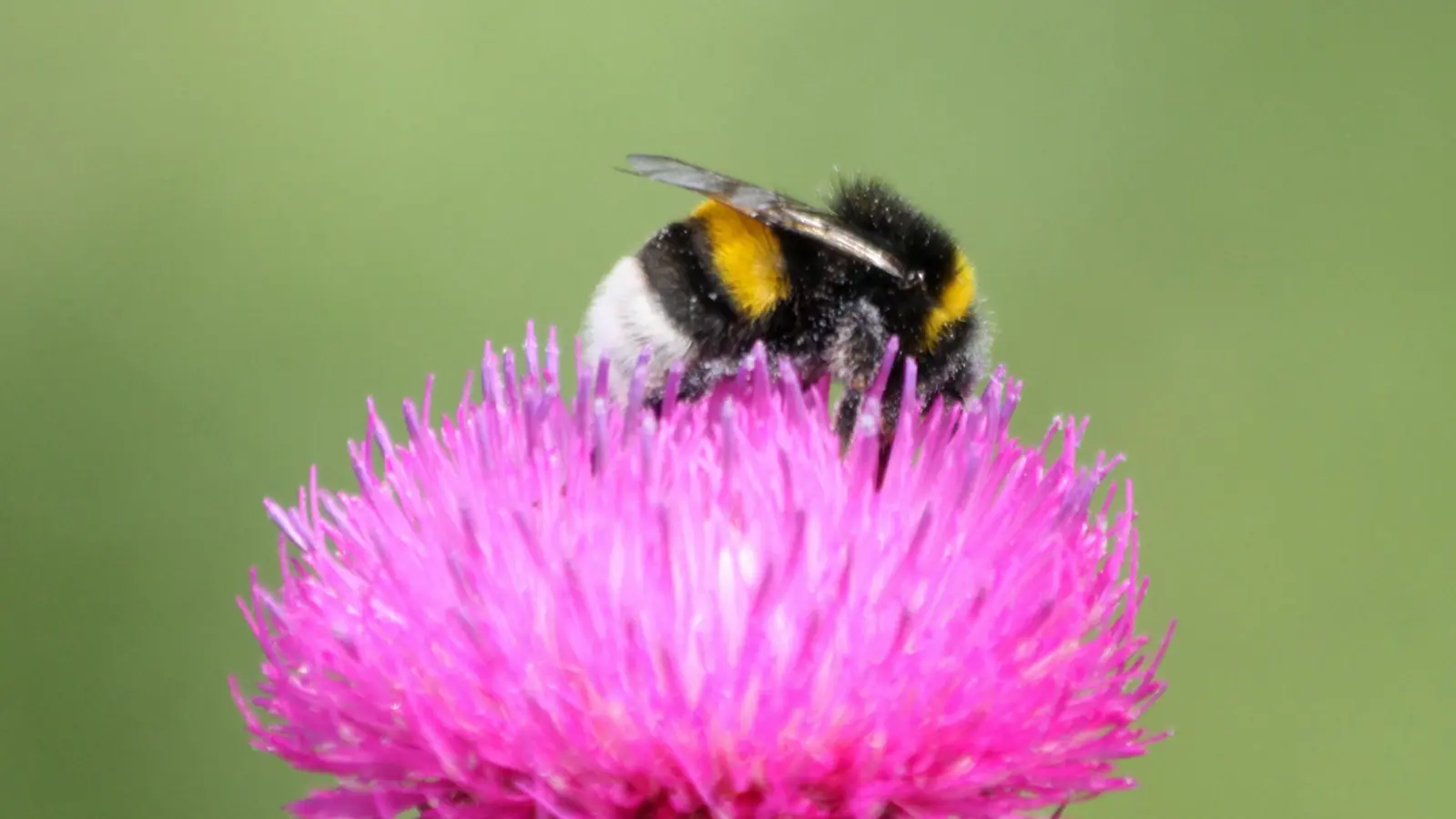 Eine Erdhummel sammelt Pollen auf einer Distel. Man erkennt sie am hellen Hinterteil. (Foto: Angela Maurer/ LBV)