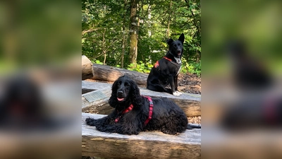 Für alle Hundefreunde ist am 8. Oktober im Umweltgarten viel geboten. (Foto: Christina Klasna)
