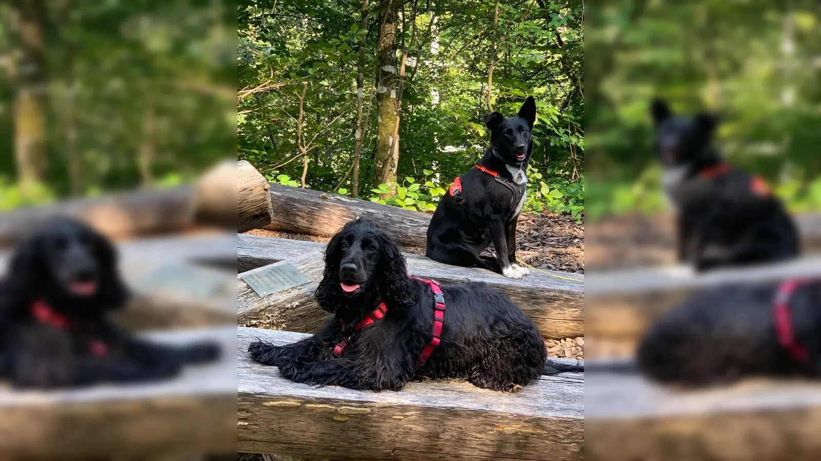 Für alle Hundefreunde ist am 8. Oktober im Umweltgarten viel geboten. (Foto: Christina Klasna)