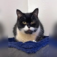 Britisch Kurzhaar-Mix Katze Anemone. (Foto: Tierheim Riem)