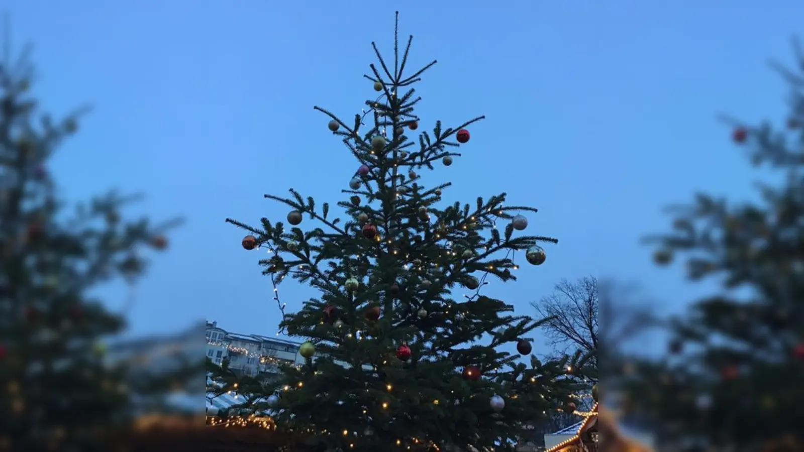 Noch stehen die Christbäume, doch wohin damit, wenn Weihnachten vorbei ist?  (Foto: Daniel Mielcarek)
