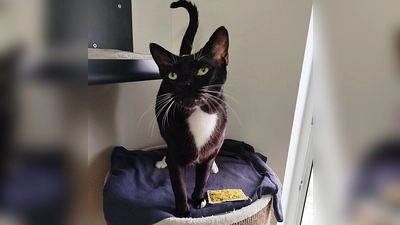 Panther ist ein sozialer und ausgeglichener Kater. (Foto: Tierheim Riem)