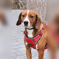 Jagdhund Mix-Rüde Cap. (Foto: Tierheim Riem)