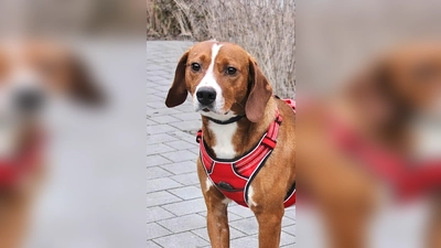 Jagdhund Mix-Rüde Cap. (Foto: Tierheim Riem)