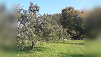 Die Ortsgruppe des BN in Forstinning lädt zu einem Pomologischen Rundgang auf ihrer Streuobstwiese ein. (Foto: VA)