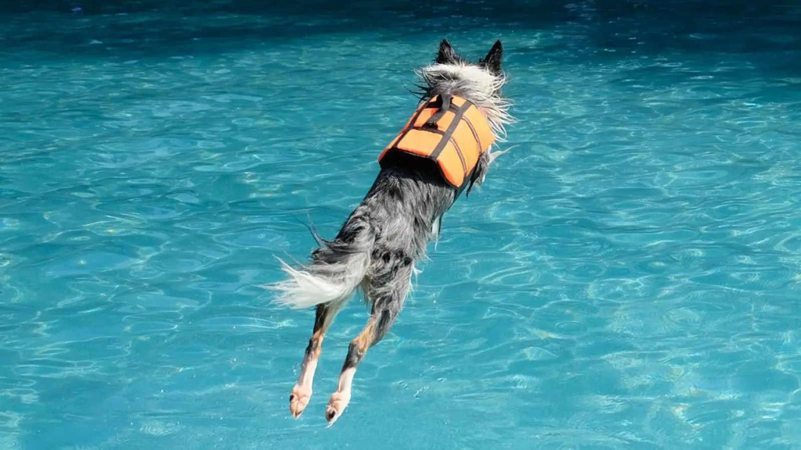 Wau! Hinein ins Becken, wo sonst nur Menschen schwimmen dürfen! Da freuen sich alle wasseraffinen Hunde und Hunderln – ob mit Schwimmweste oder ohne.  (Foto: Robert Bösl)