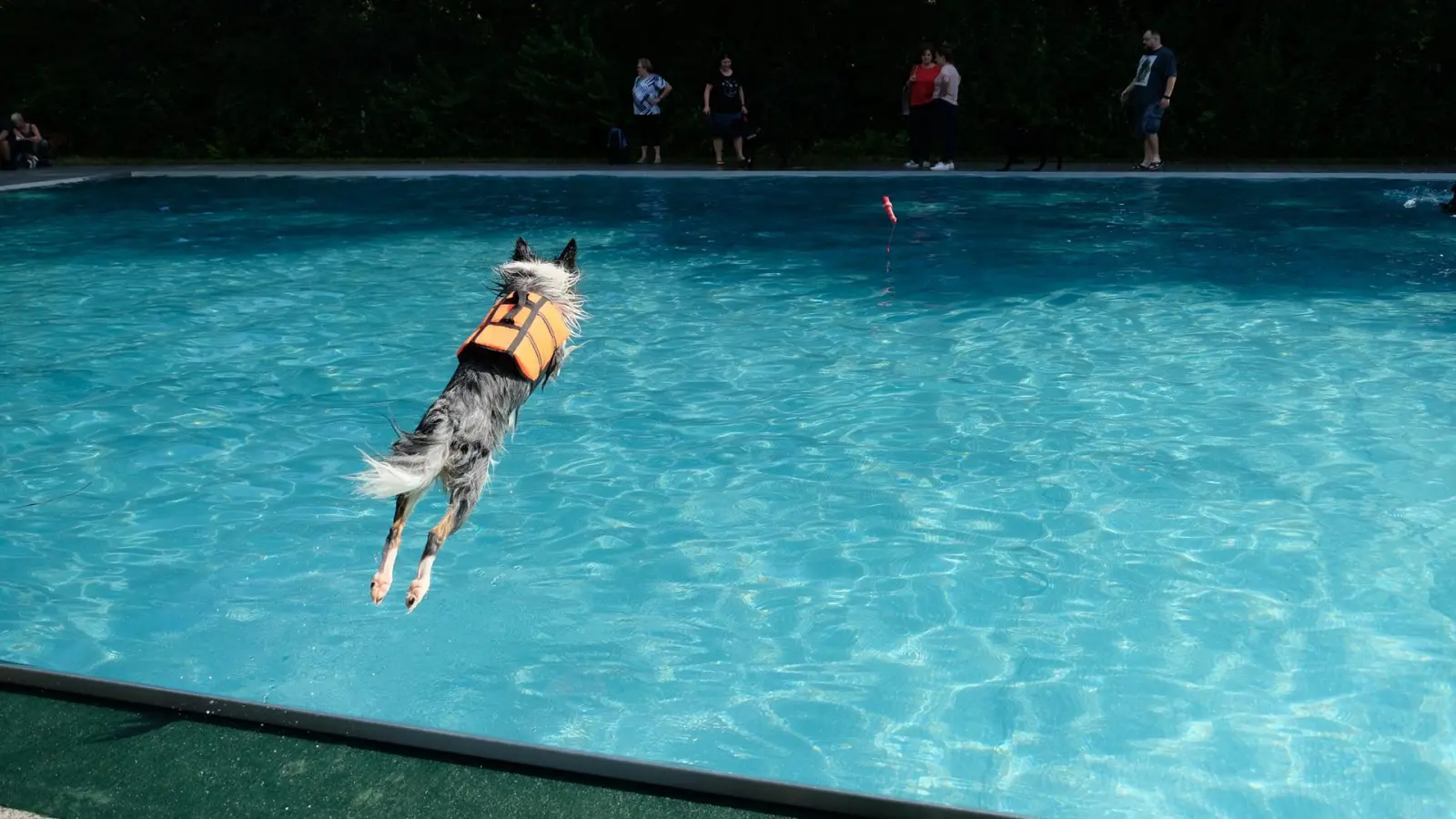 Damit auch Vierbeiner das Schwimmbad-Feeling genießen können, gibt es wieder die Hundebadetage.  (Foto: Robert Bösl)