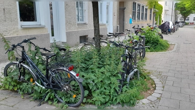 Statt in den Brennnesseln zu stehen, sollen Räder, aber auch Roller in der Schnaderböckstraße künftig an neuen Abstellplätzen abgeschlossen werden können.  (Foto: Beatrix Köber)