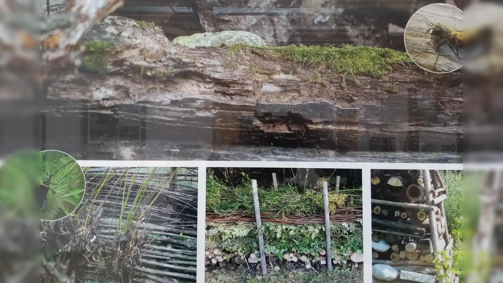 Beispiele für naturnahe Gestaltung von Gärten, die insektenfreundlich sind. (Foto: Ökologisches Bildungszentrum)