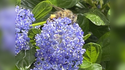Erfreut das Auge und schmeckt den Insekten - die optimale Kombination für Garten und Balkon. (Foto: hw)