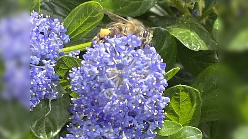Erfreut das Auge und schmeckt den Insekten - die optimale Kombination für Garten und Balkon. (Foto: hw)