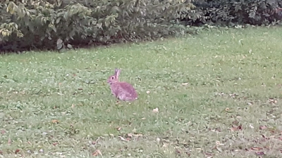 Eine Infizierung mit Tularämie ist auch möglich, wenn man keinen Kontakt zu Wildtieren wie Hasen gehabt hat.  (F.: mha)