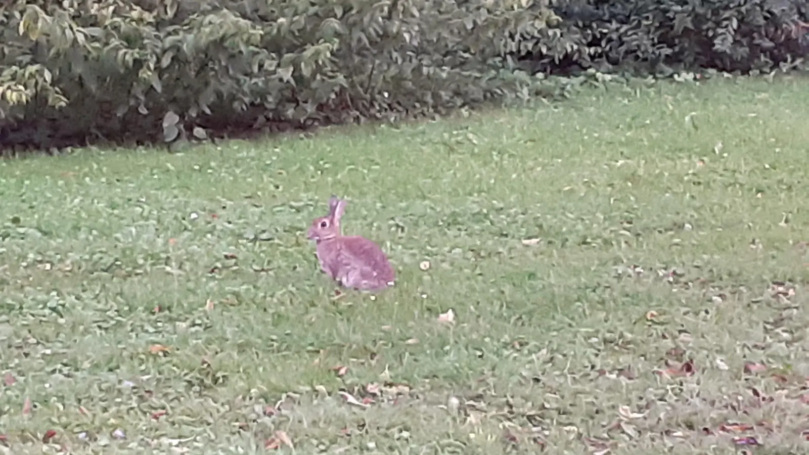 Eine Infizierung mit Tularämie ist auch möglich, wenn man keinen Kontakt zu Wildtieren wie Hasen gehabt hat.  (F.: mha)
