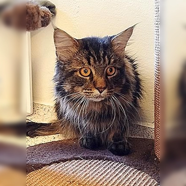 Maine-Coon-Mix Dani. (Foto: Tierheim Riem)