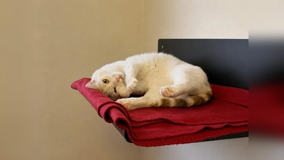 Hubsi ist ein aktiver Kater. (Foto: Tierheim Riem)