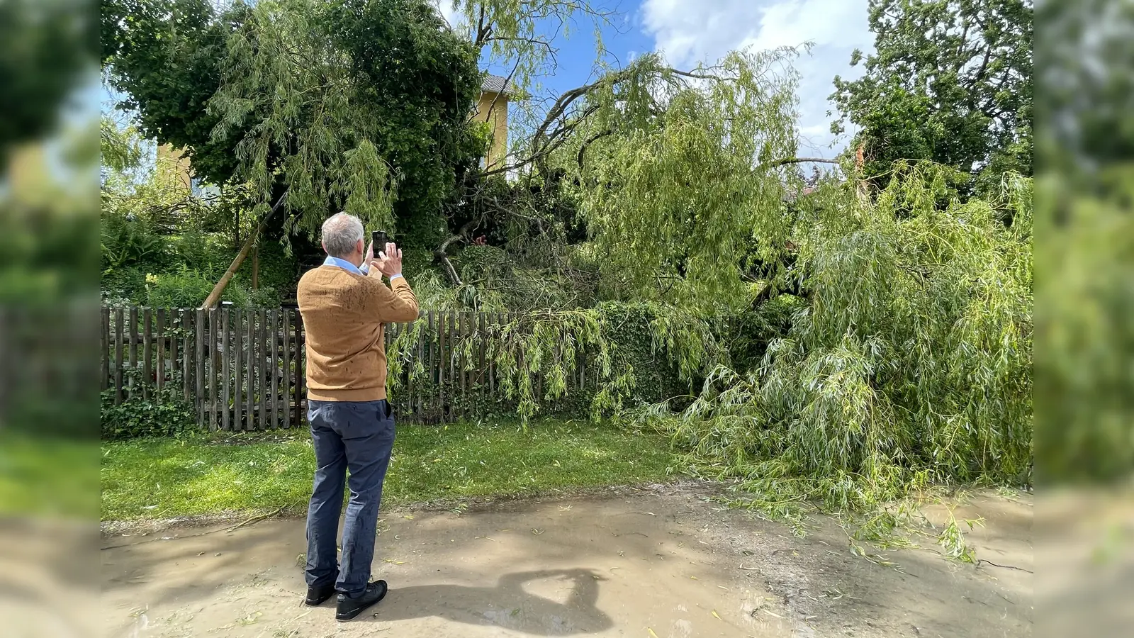 Plötzlich machte es „Krach” und die Weide im Garten der Weßlinger Gemeindegalerie stürzte um. Galerist Erich Rüba fotografiert den Schaden. (Foto: pst)